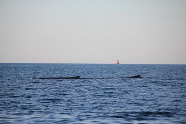 Tourism - Humpback whales in gulf