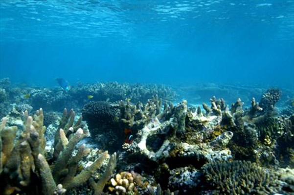 Tourism - Coral of Ningaloo