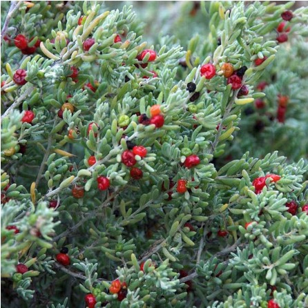 Berry Saltbush