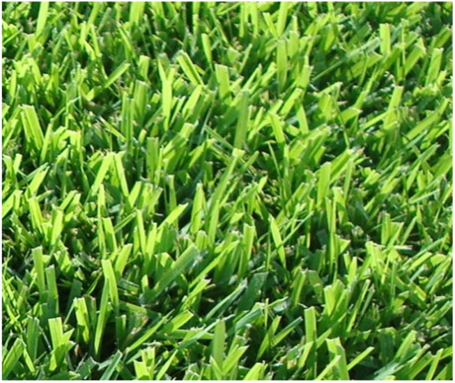 Empire Grass
