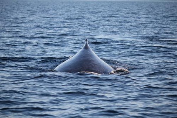 Tourism - Humpback Whale