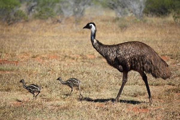 Tourism - Emus