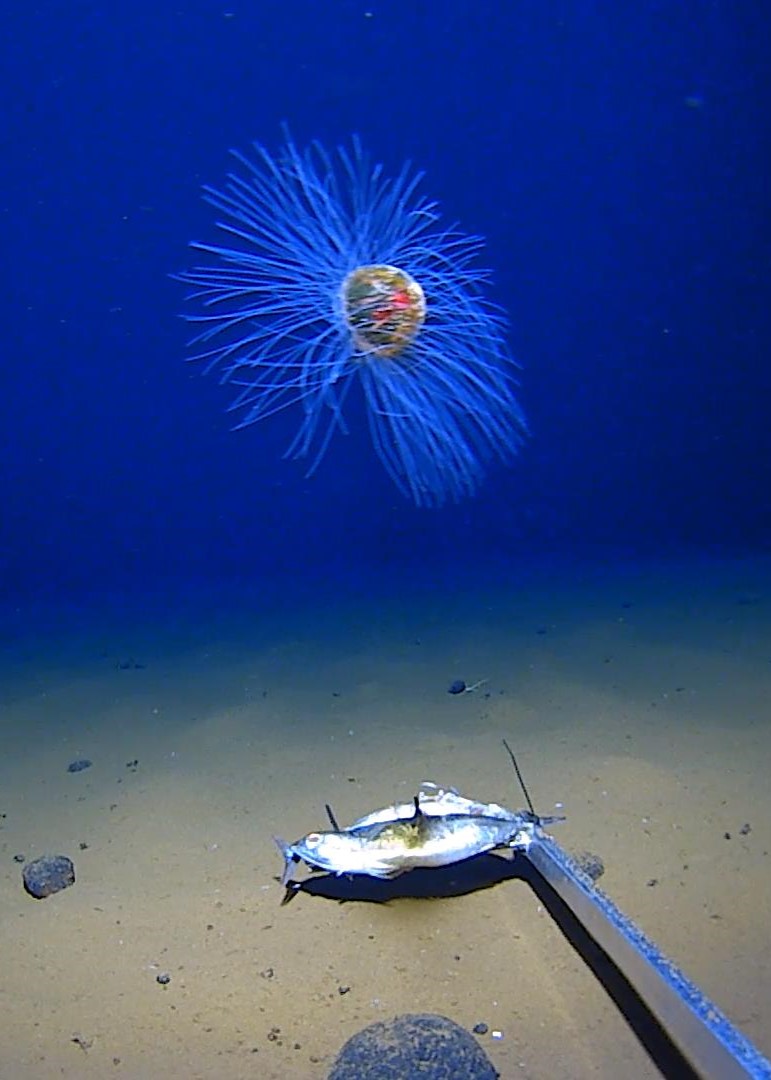 Dive Deep: EXPLORING WA’S DEEP SEA at the Tantabiddi Travelling Gallery