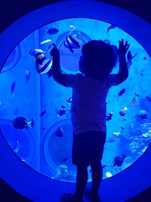 New aquarium displays open